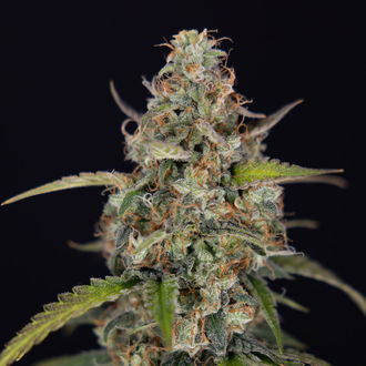 Sticky Beast Autoflower (Zamnesia Seeds) feminized