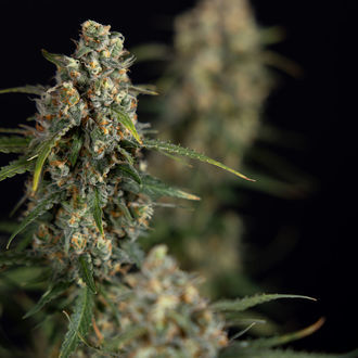 Sticky Beast Autoflower (Zamnesia Seeds) feminized
