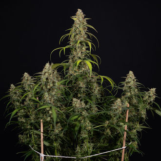 Sticky Beast Autoflower (Zamnesia Seeds) feminized