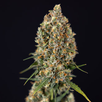 Sticky Beast Autoflower (Zamnesia Seeds) feminized