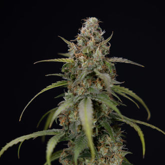 Sticky Beast Autoflower (Zamnesia Seeds) feminized