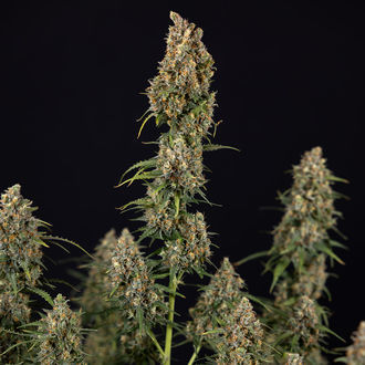 Sticky Beast Autoflower (Zamnesia Seeds) feminized