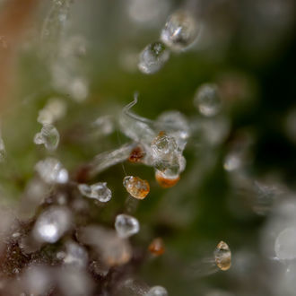 Sticky Beast Autoflower (Zamnesia Seeds) feminized