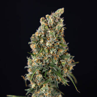 Sticky Beast Autoflower (Zamnesia Seeds) feminized