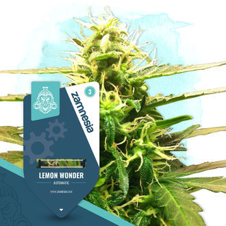 Lemon Wonder Autoflower (Zamnesia Seeds) feminized
