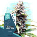 Amnesia Skunk Autoflower (Zamnesia Seeds) feminized