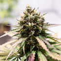 Amnesia Skunk Autoflower (Zamnesia Seeds) feminized