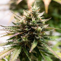 Amnesia Skunk Autoflower (Zamnesia Seeds) feminized