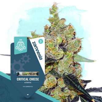 Critical Cheese Autoflower (Zamnesia Seeds) feminized