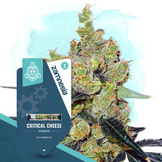 Critical Cheese Autoflower (Zamnesia Seeds) feminized
