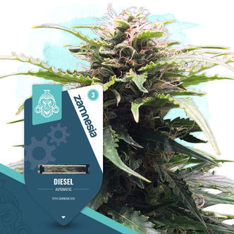 Diesel Autoflower (Zamnesia Seeds) feminized