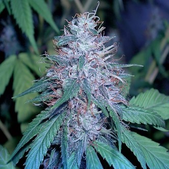 Grape Kush (Cali Connection) feminized
