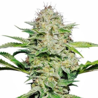 Sensi Skunk Autoflower (Sensi Seeds) feminized