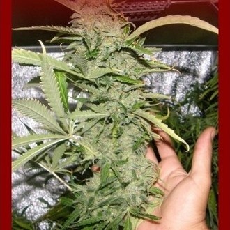 Crystal M.E.T.H. (Dr. Underground) feminized