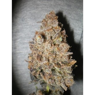 Melon Gum (Dr. Underground) feminized
