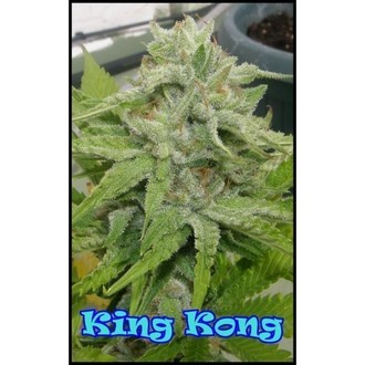 King Kong (Dr. Underground) feminized