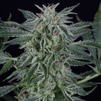 Critical Jack Autoflowering (Silent Seeds) feminized