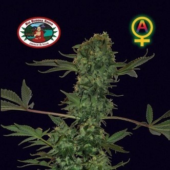 Big Buddha Cheese Autoflower (Big Buddha Seeds) feminized