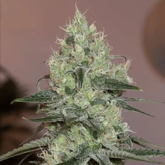Original Amnesia (Silent Seeds) feminized