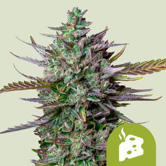 Blue Cheese Autoflower (Royal Queen Seeds) feminized