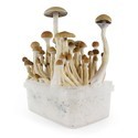 Fresh Mushrooms Grow Kit 'B+'