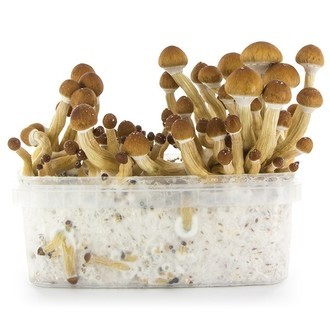 Fresh Mushrooms Grow Kit 'Ecuador'