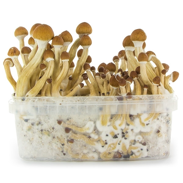 Zamnesia SUPREME Grow Kit 'Ecuador'