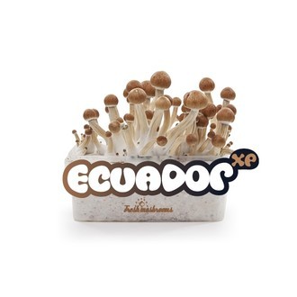Fresh Mushrooms Grow Kit 'Ecuador'