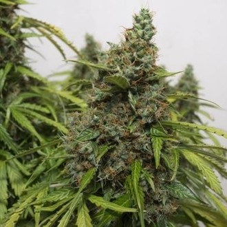 Auto Mazar (Dutch Passion) feminized