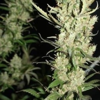 The Ultimate (Dutch Passion) feminized