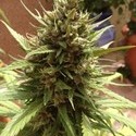 Auto Blueberry (Dutch Passion) feminized