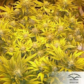 White Widow (Dutch Passion) feminized