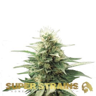 Autoflower Fini (Super Strains) feminized