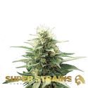 Autoflower Fini (Super Strains) feminized