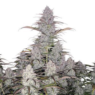 Green Crack Auto (FastBuds) feminized