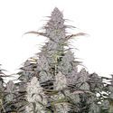 Green Crack Auto (FastBuds) feminized