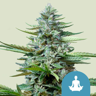 Stress Killer Autoflower (Royal Queen Seeds) feminized