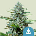 Stress Killer Autoflower (Royal Queen Seeds) feminized