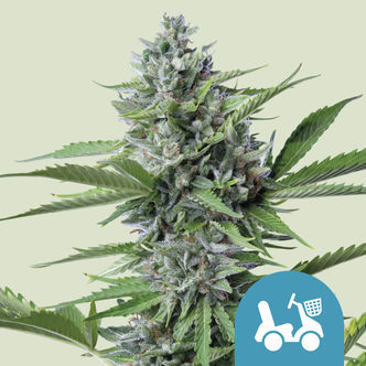 Fast Eddy Autoflower (Royal Queen Seeds) feminized
