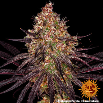 Ayahuasca Purple (Barney's Farm) feminized