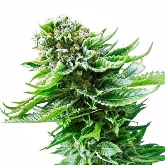 Northern Lights Autoflower (White Label) feminized