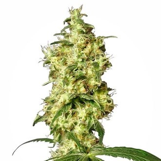 White Widow Autoflower (White Label) feminized