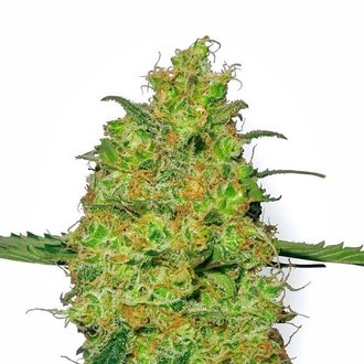 Master Kush (White Label) feminized