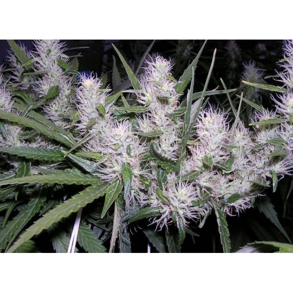 Master Kush (Dutch Passion) feminized