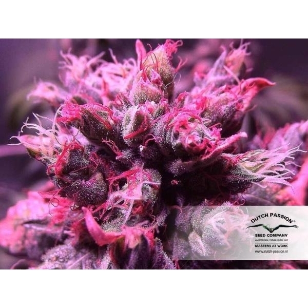 Master Kush (Dutch Passion) feminized