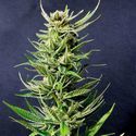 Karibbean Mango (Kannabia) feminized