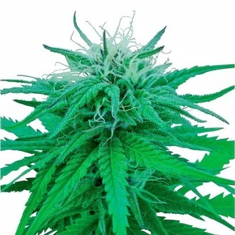 Ruderalis Indica (Sensi Seeds) regular