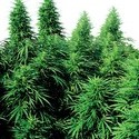 Ruderalis Skunk (Sensi Seeds) regular