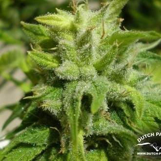 Euforia (Dutch Passion) feminized