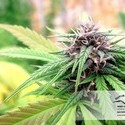 Hollands Hope (Dutch Passion) feminized
